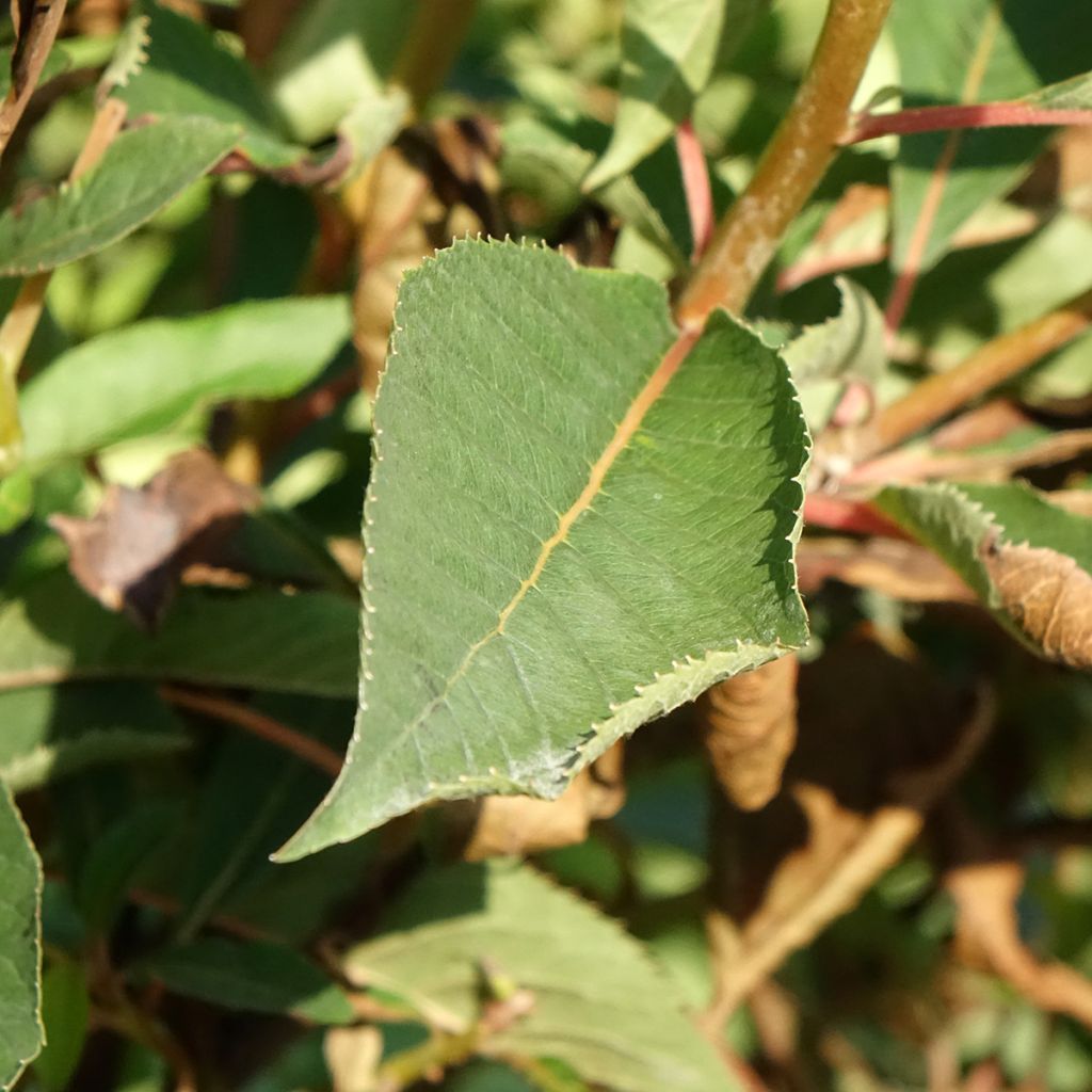 Clethra barbinervis Great Star