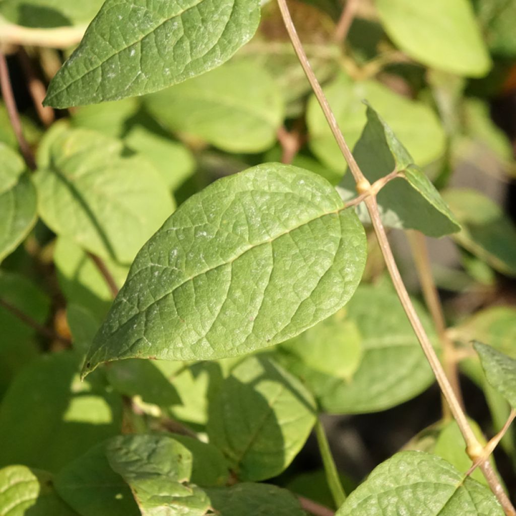 Clethra fargesii