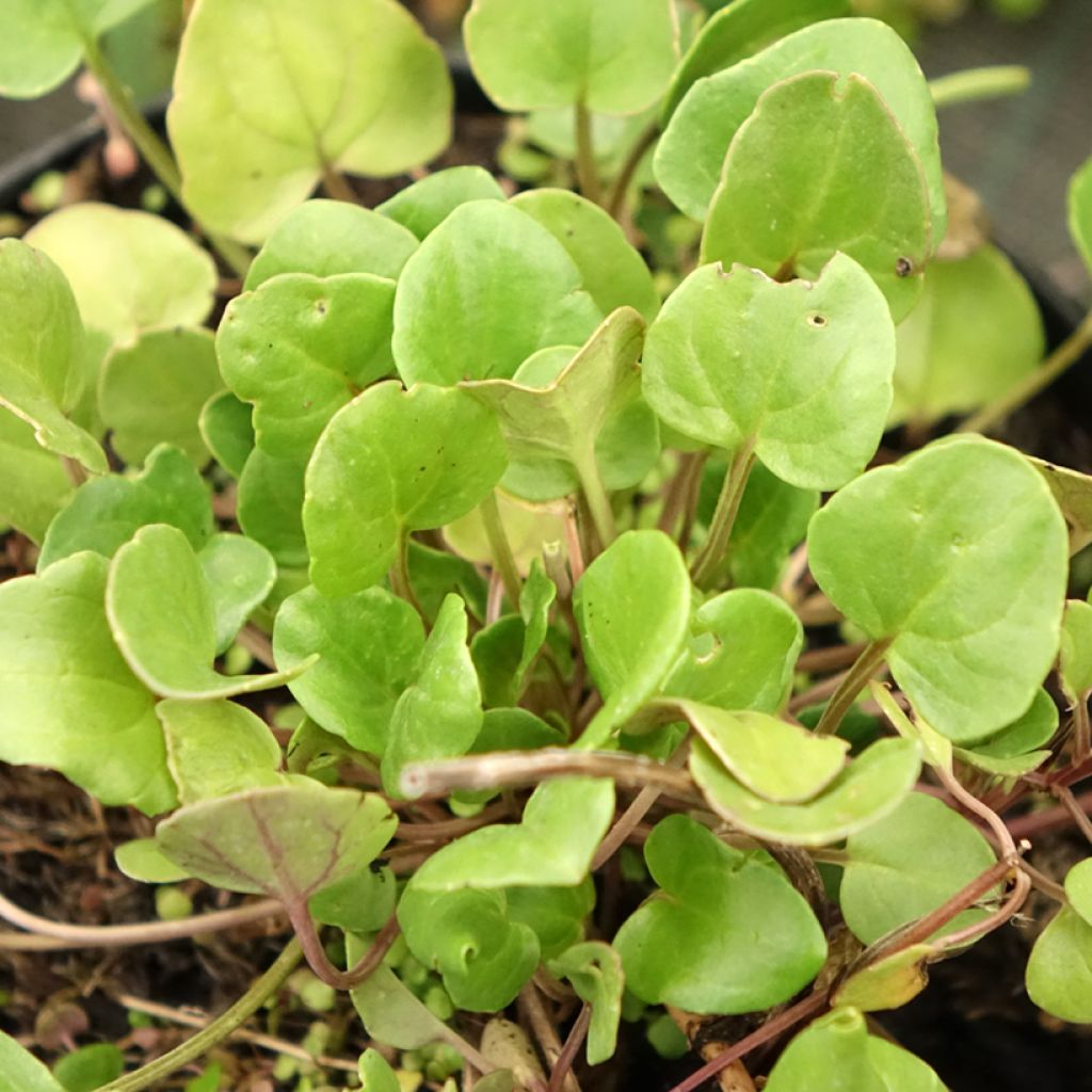 Cochléaire officinale - Cochlearia officinalis