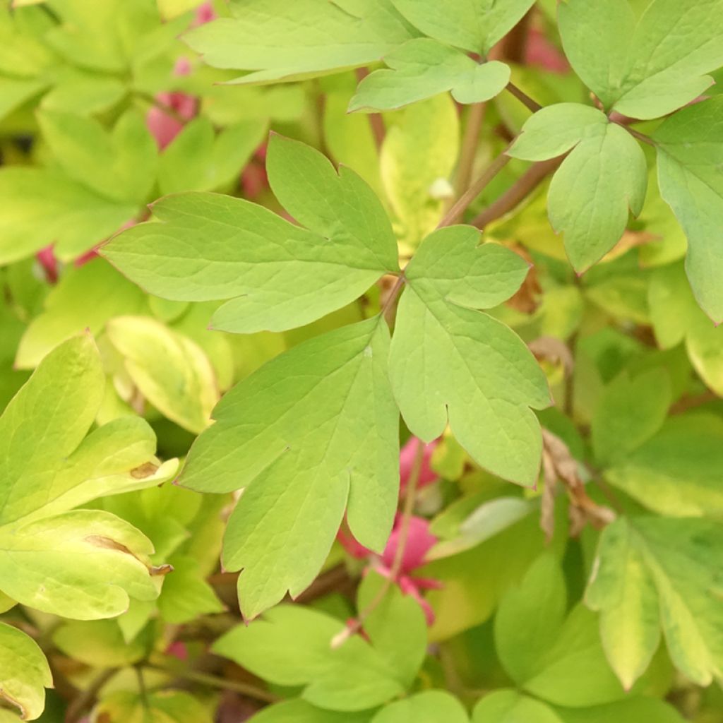 Coeur de Marie - Dicentra spectabilis Yellow Leaf