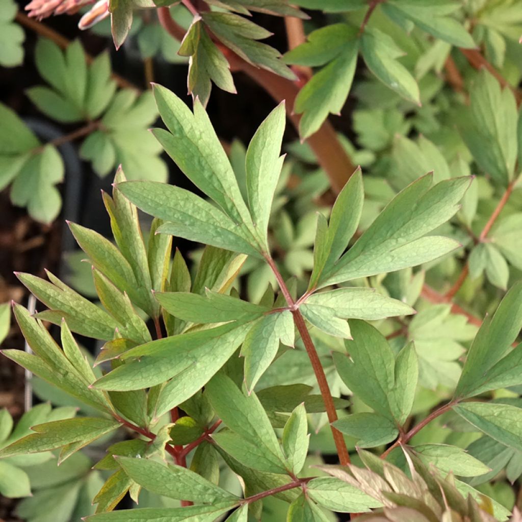 Coeur de Marie Rouge - Dicentra spectabilis Valentine