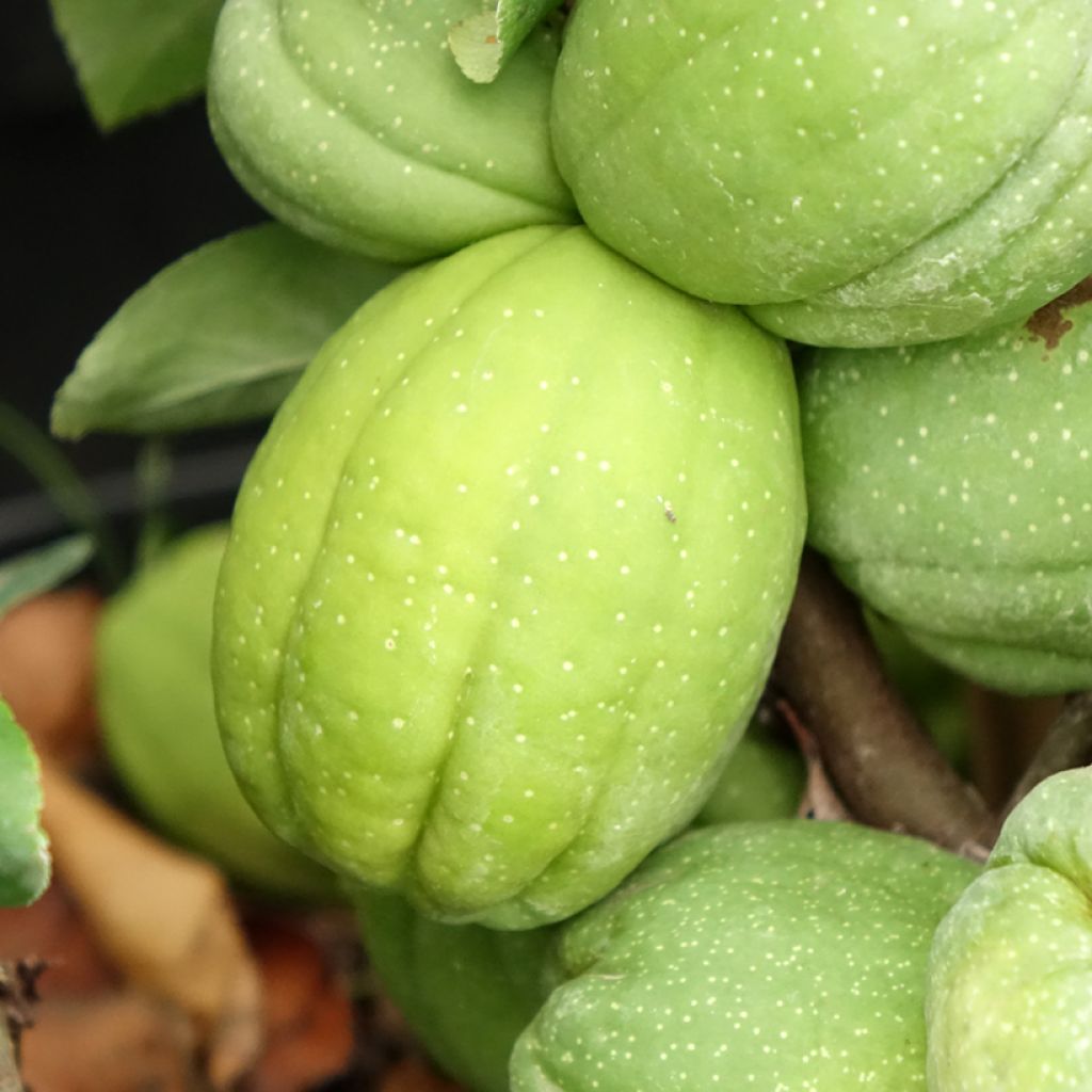 Cognassier du Japon Cameo - Chaenomeles superba 