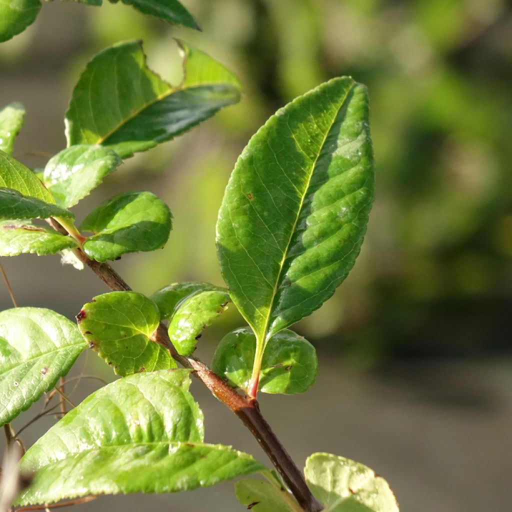 Cognassier du Japon - Chaenomeles speciosa Mango Storm