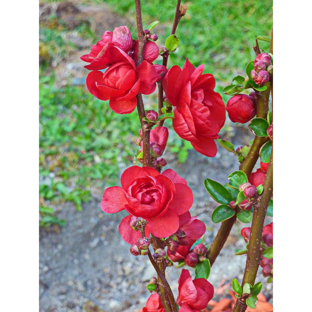 Cognassier du Japon - Chaenomeles speciosa Scarlet Storm  