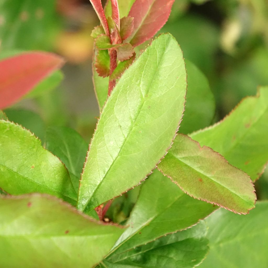 Cognassier du Japon Toyo-Nishiki - Chaenomeles speciosa