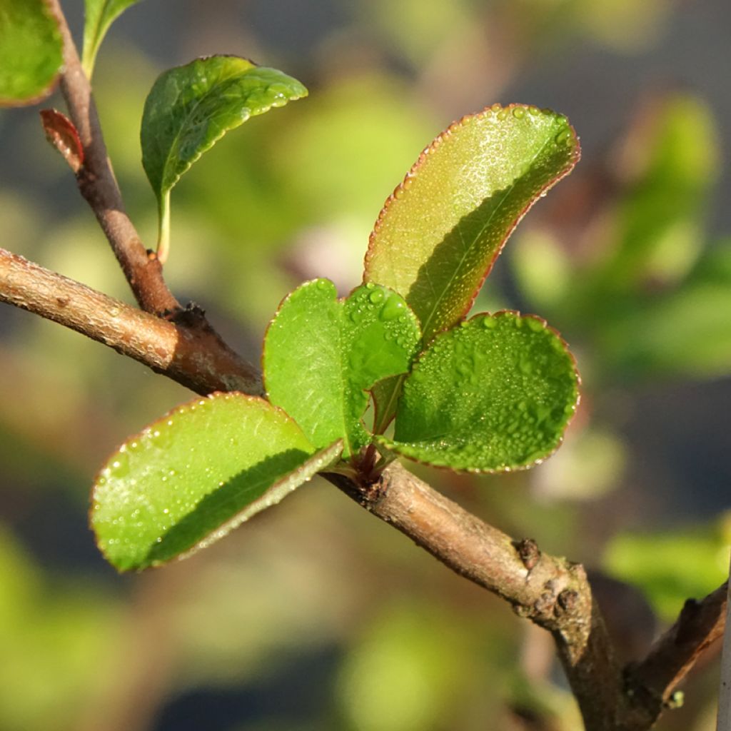 Cognassier du Japon - Chaenomeles x superba Texas Scarlet