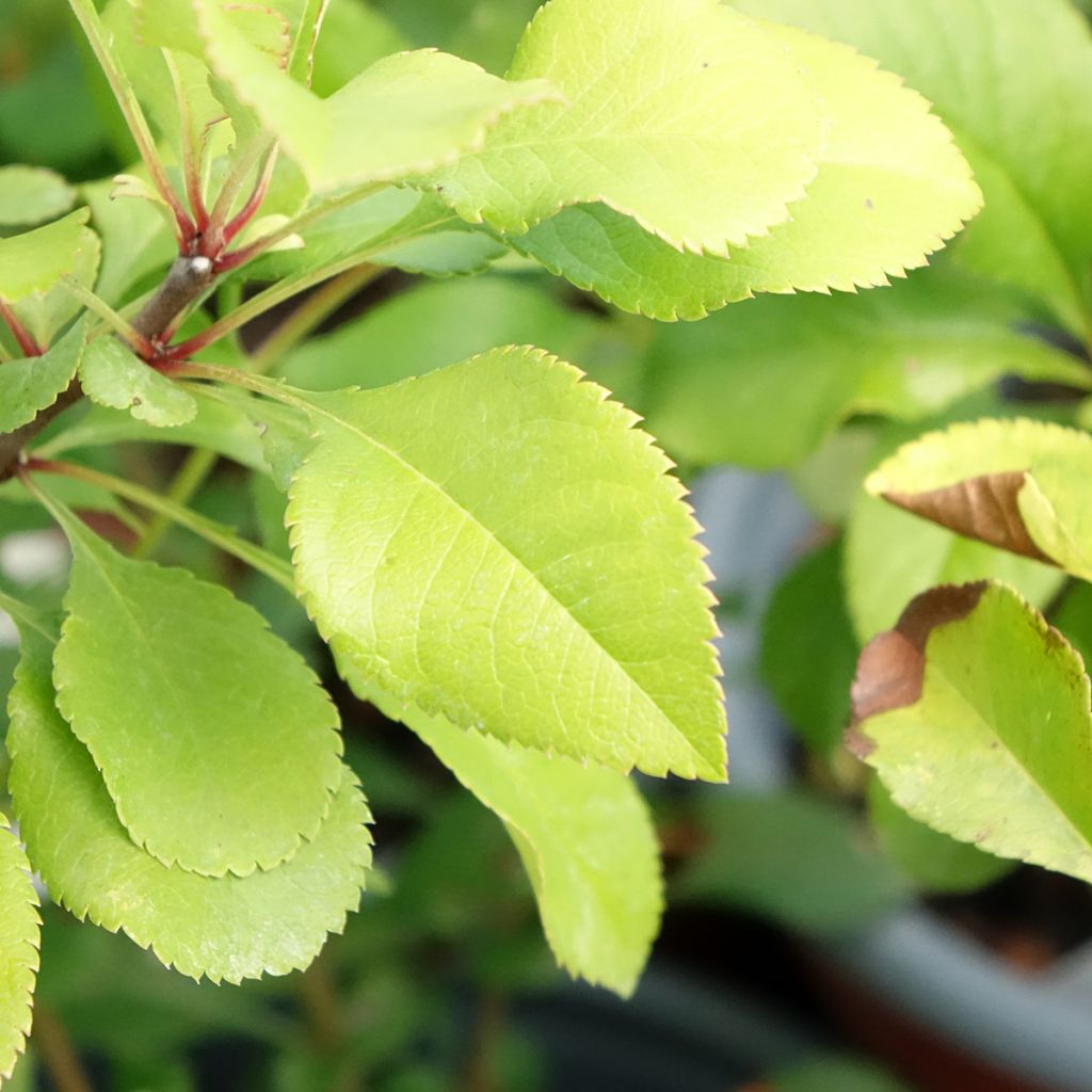 Cognassier du Japon Cido - Chaenomeles japonica