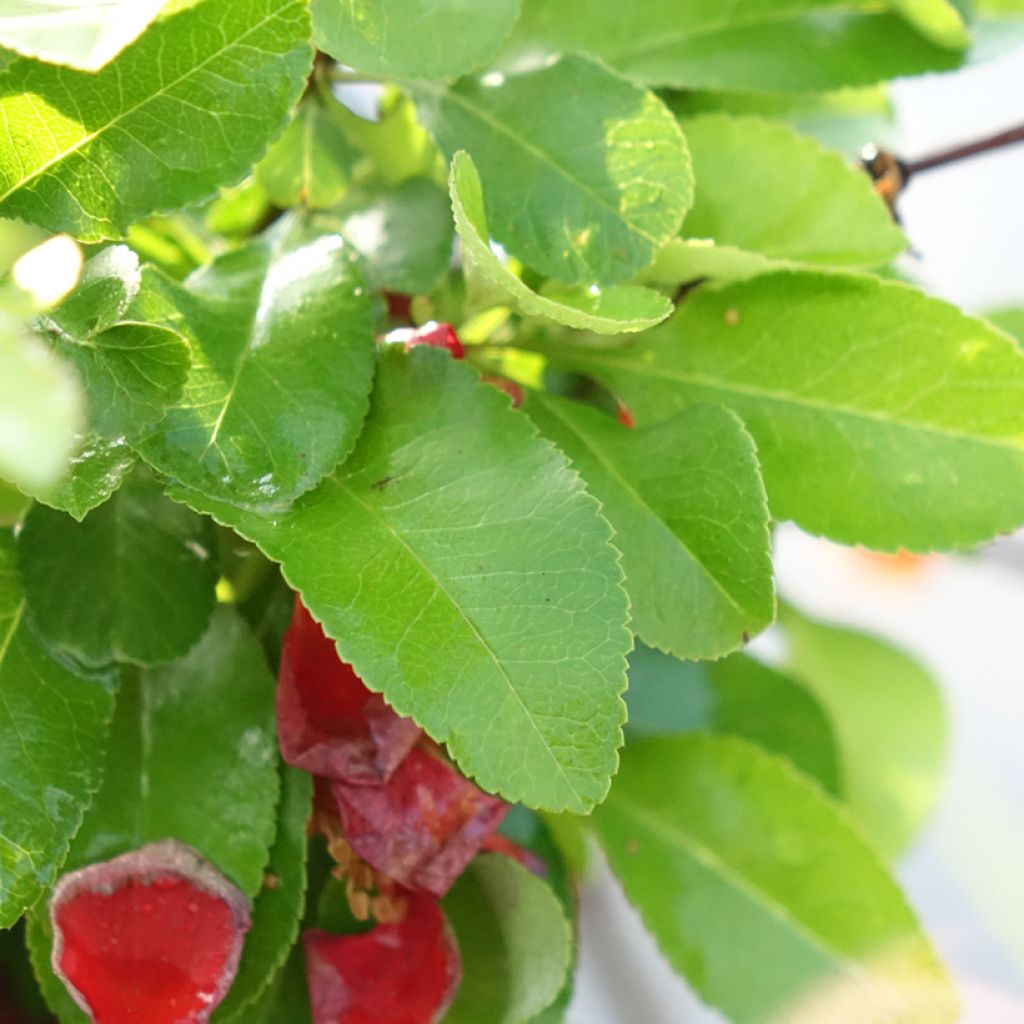 Cognassier du Japon Cido Red - Chaenomeles japonica