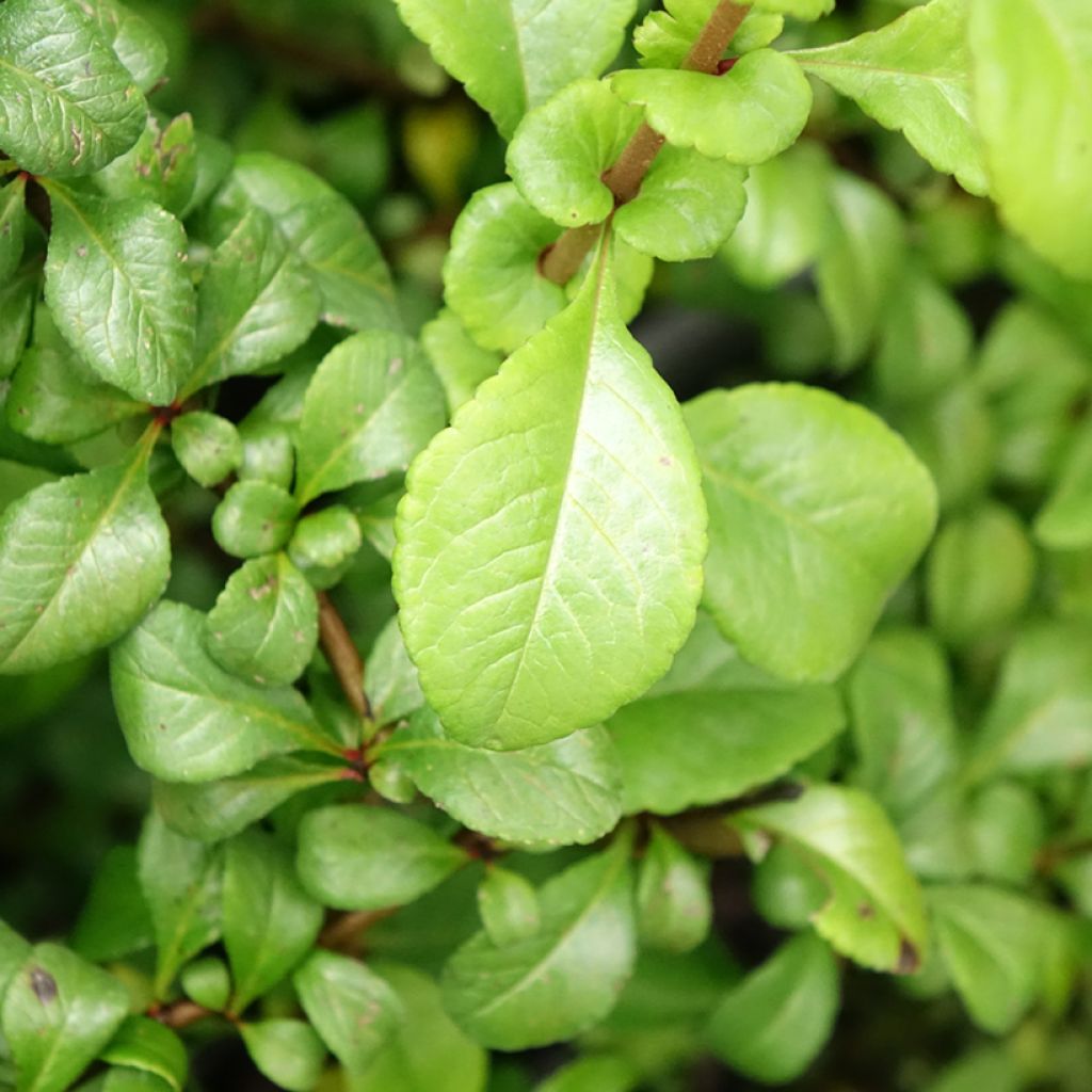Cognassier du Japon Sargentii - Chaenomeles japonica