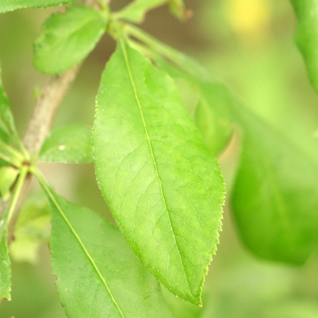 Cognassier du Japon Yukigoten  - Chaenomeles speciosa
