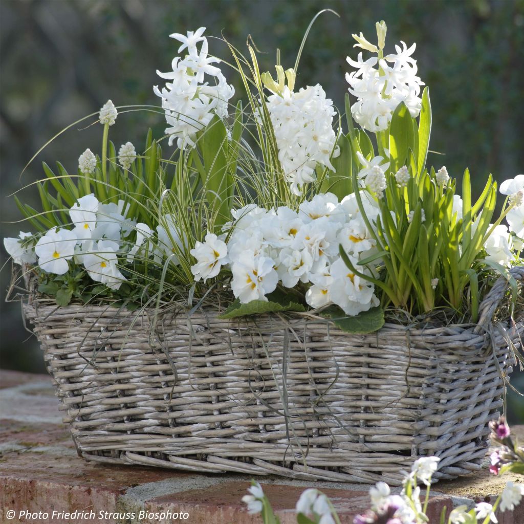 Collection Printemps parfumé - Jardinière Blanche