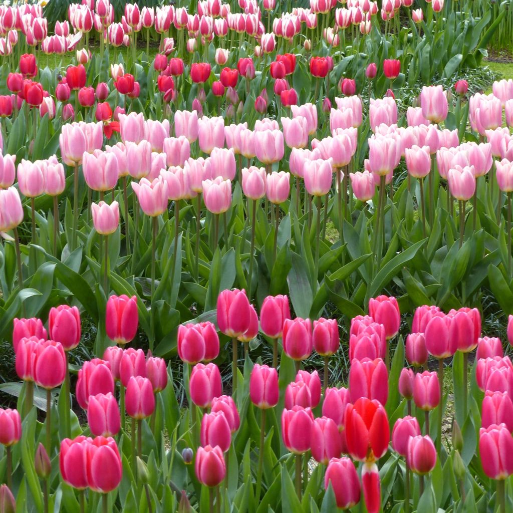 Collection Tulipes Darwin Delight