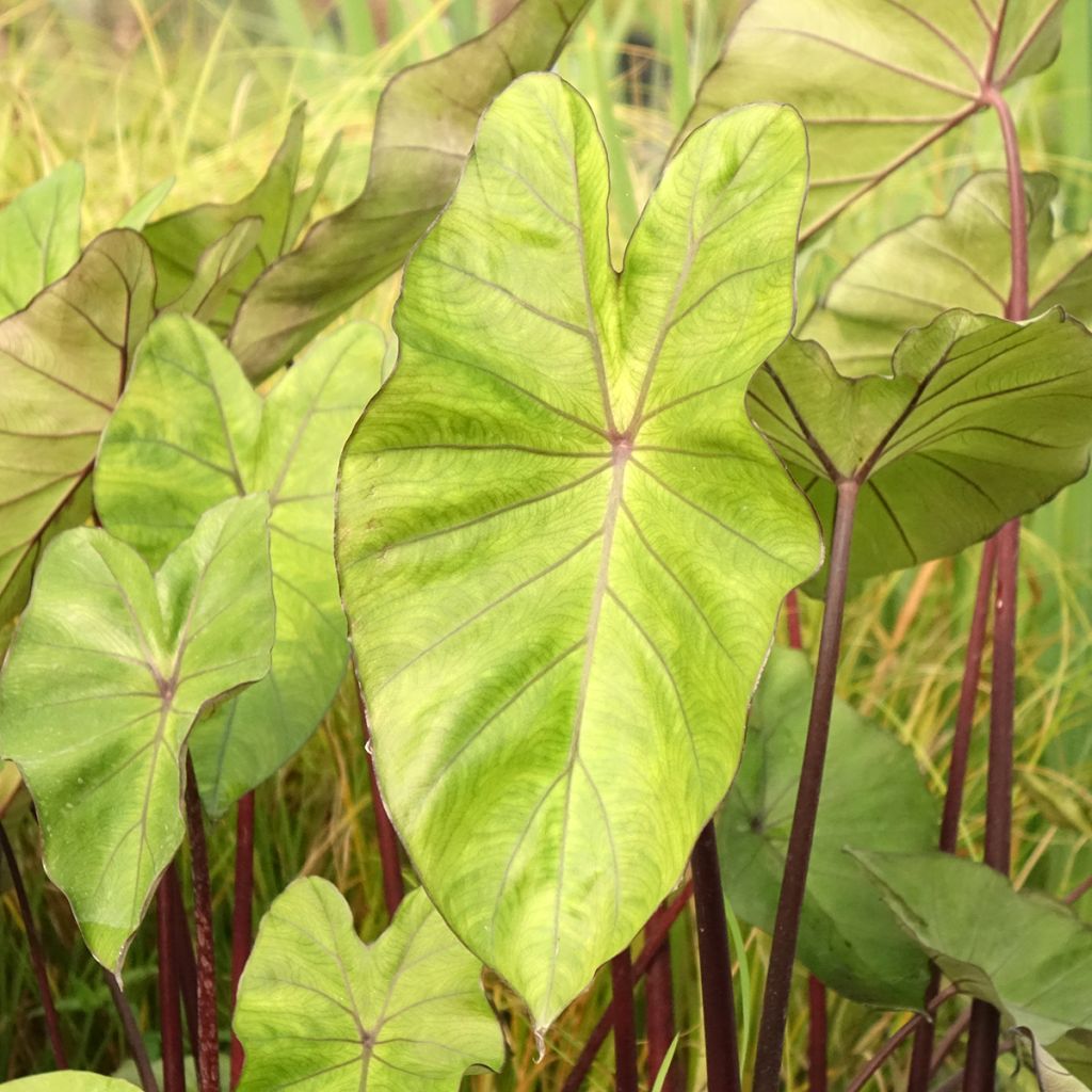 Colocasia esculenta Fontanesii - Oreille d'éléphant