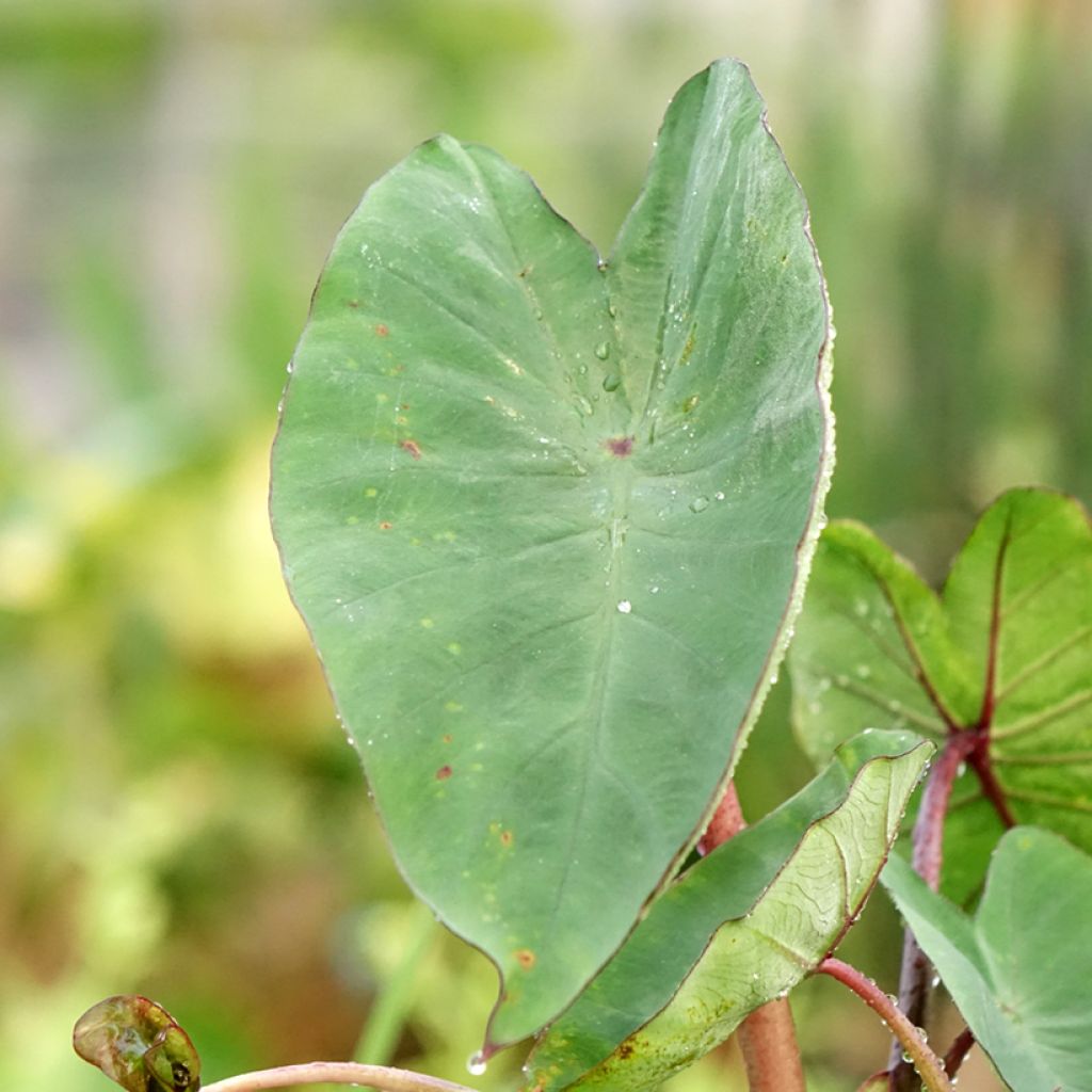 Colocasia esculenta Tea cup - Oreille d'éléphant