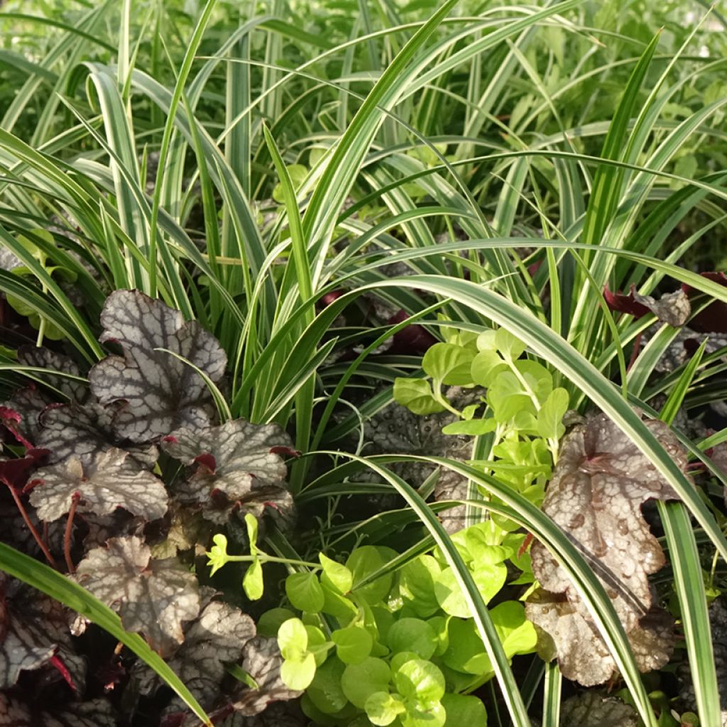 Composition Silent Sunday - composition de 4 plantes