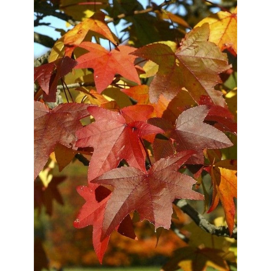 Liquidambar styraciflua Palo Alto - Copalme d'Amérique