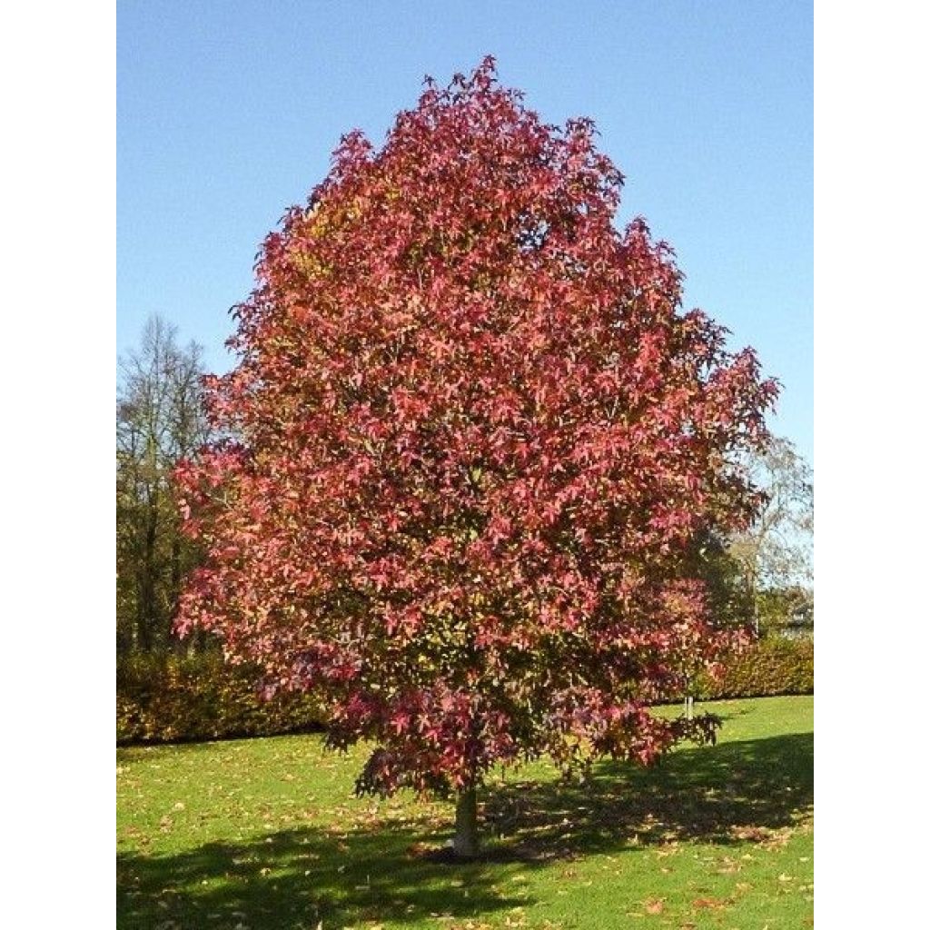 Liquidambar styraciflua Palo Alto - Copalme d'Amérique