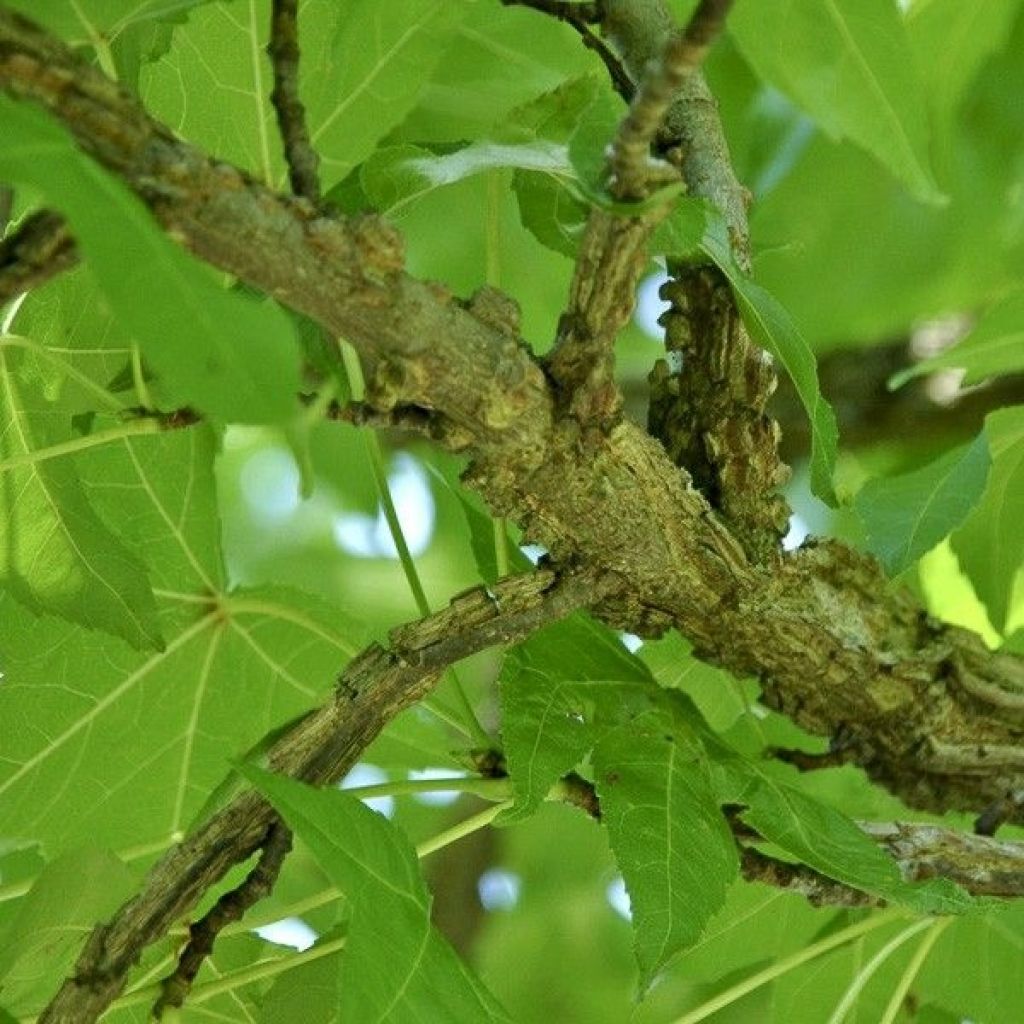 Liquidambar styraciflua Palo Alto - Copalme d'Amérique