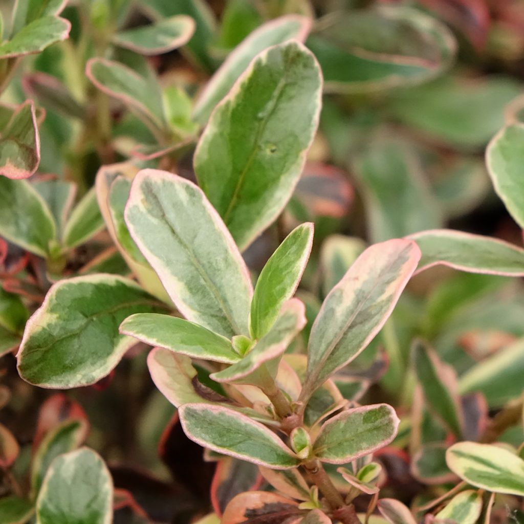 Coprosma Pacific Dawn