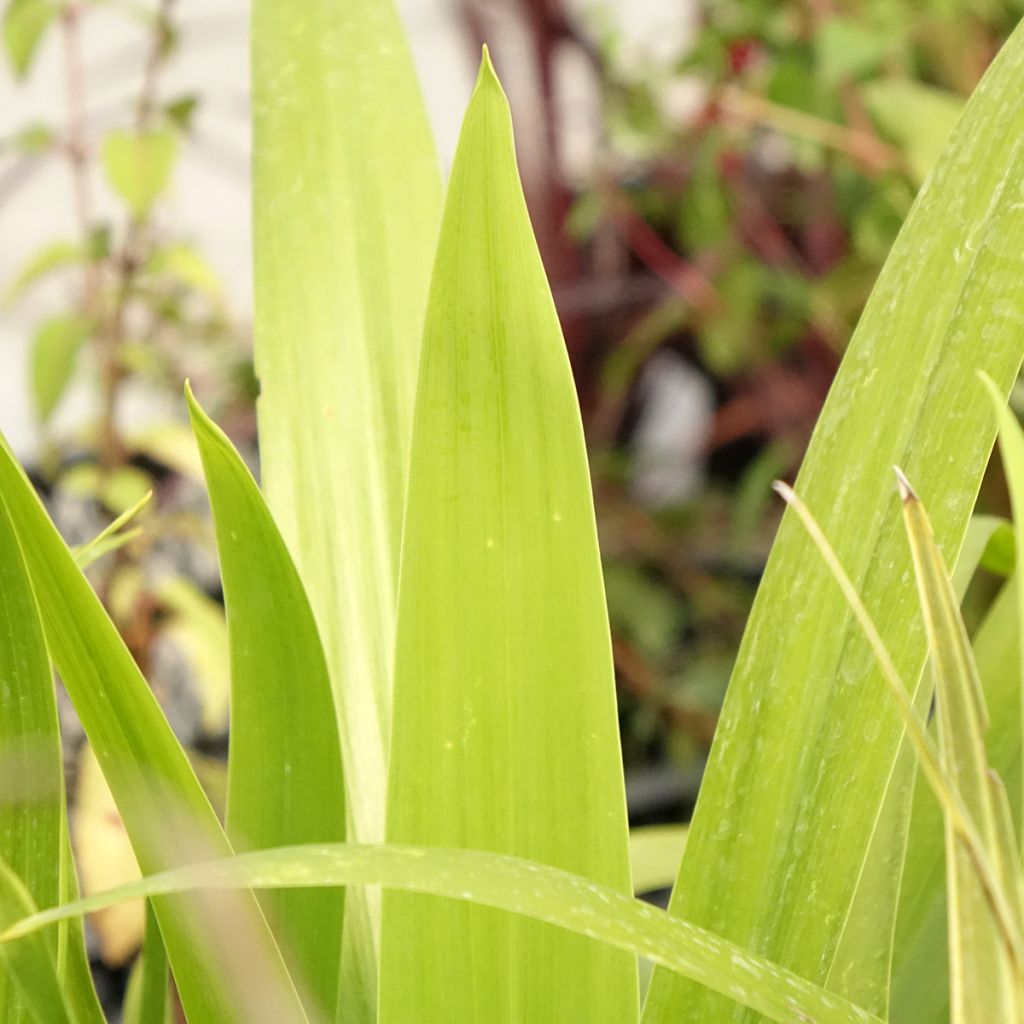 Cordyline australis Emerald Star Artic Jungle