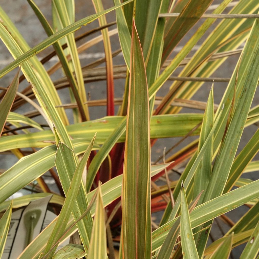 Cordyline australis Magic Star