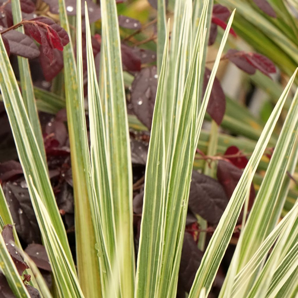 Cordyline australis Pink Champagne