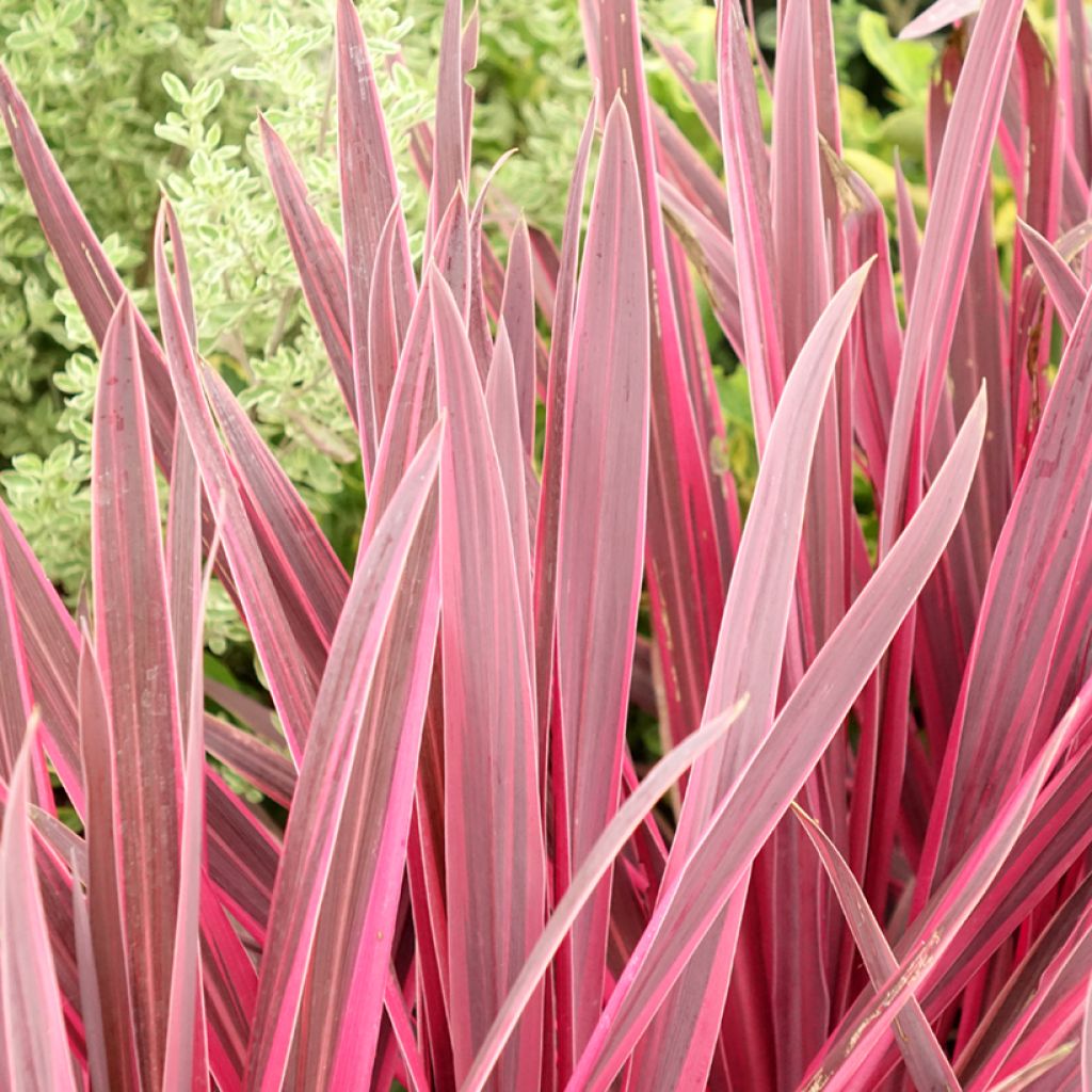 Cordyline Paso Doble - Cordyline australe