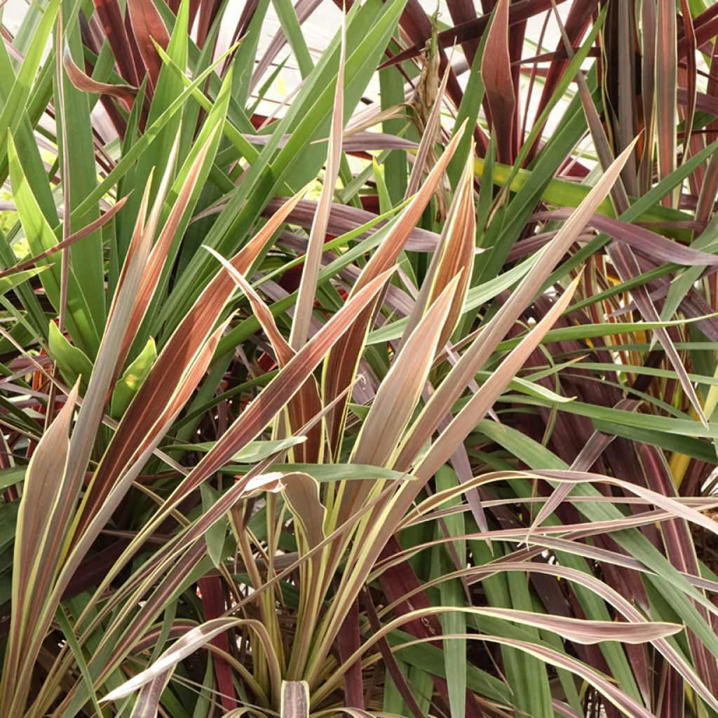 Cordyline trio pot déco Black Knight/Electric Flash/Peko