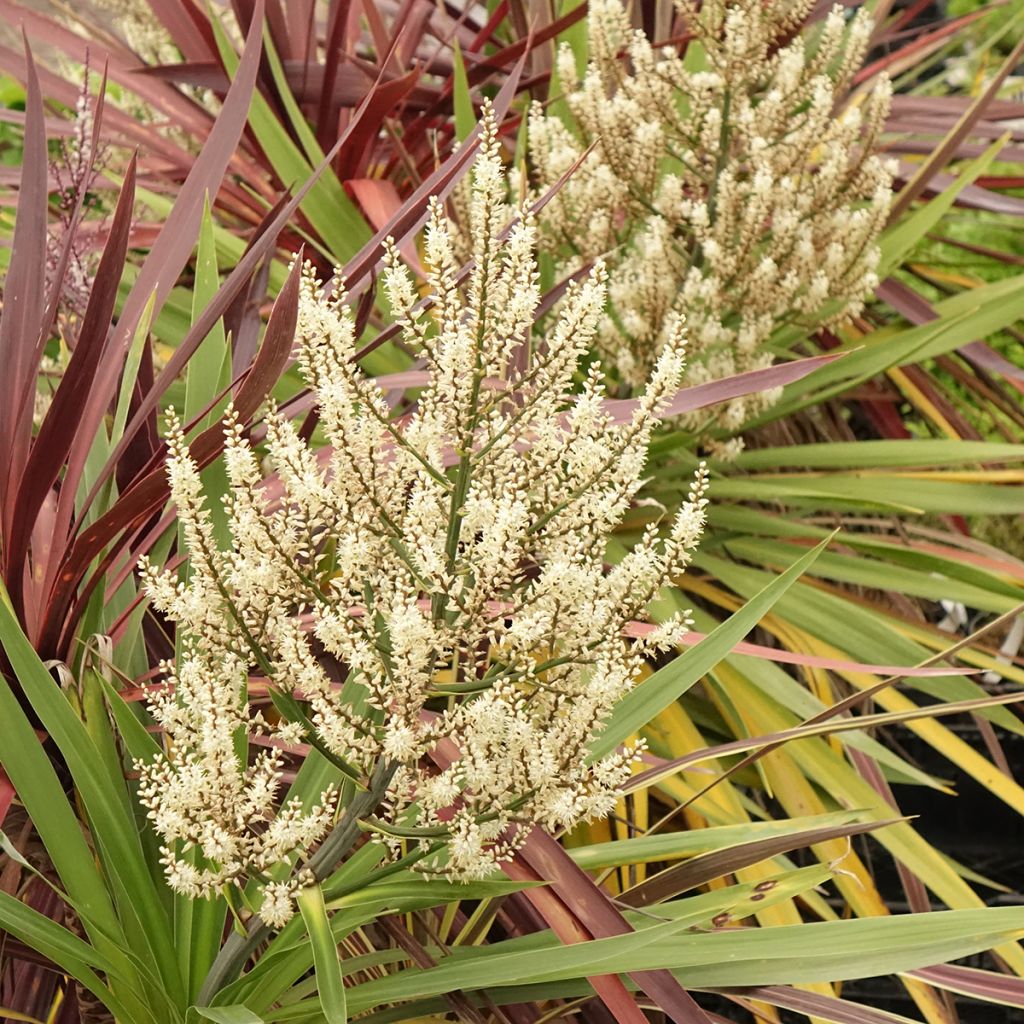 Cordyline trio pot déco Black Knight/Electric Flash/Peko