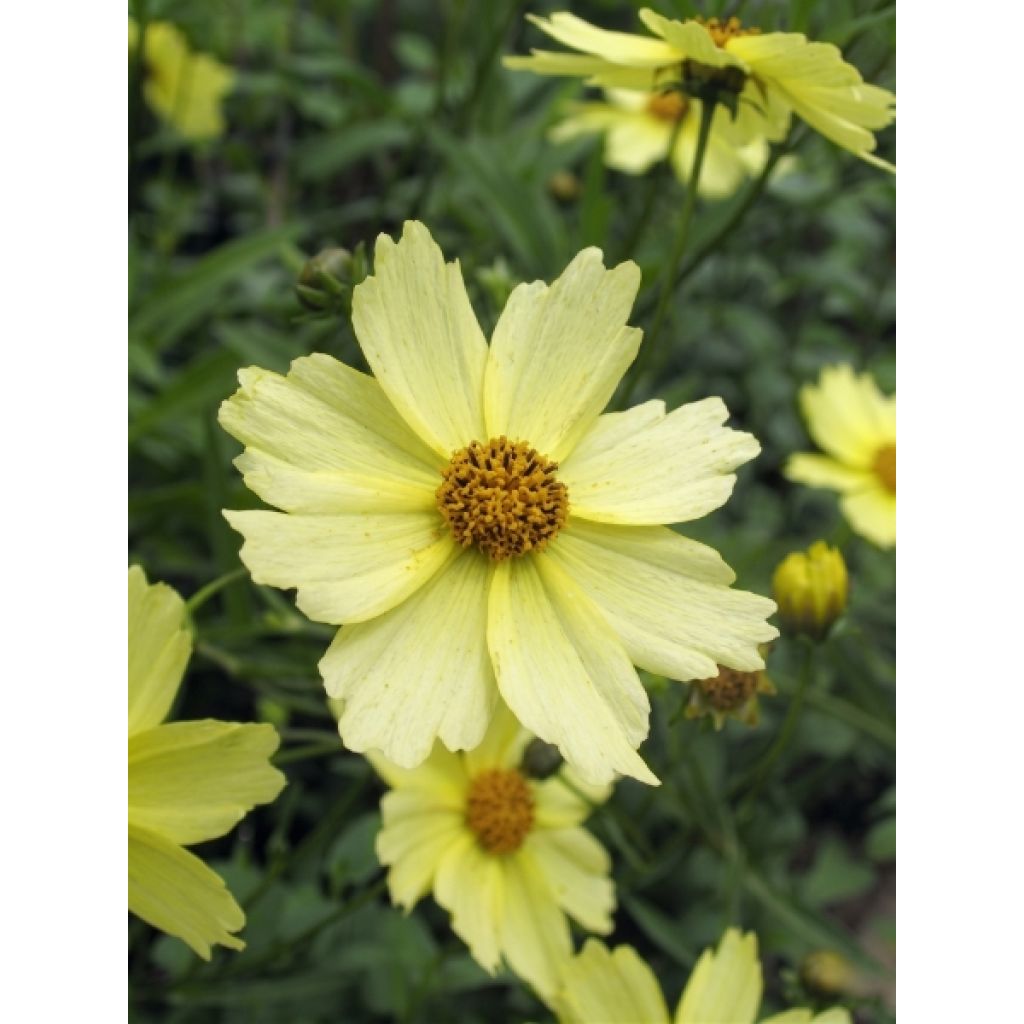 Coreopsis Full Moon Madness