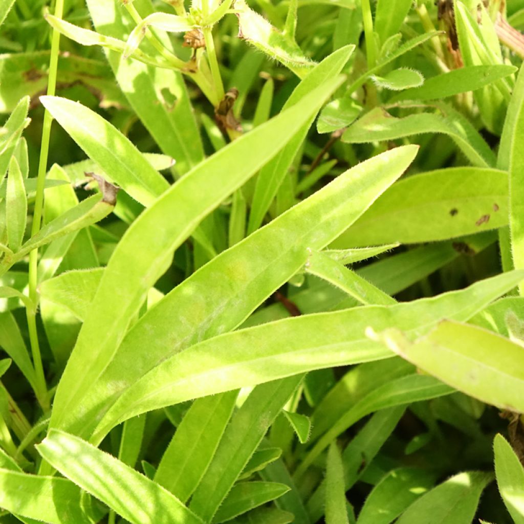 Coreopsis lanceolata Baby Gold