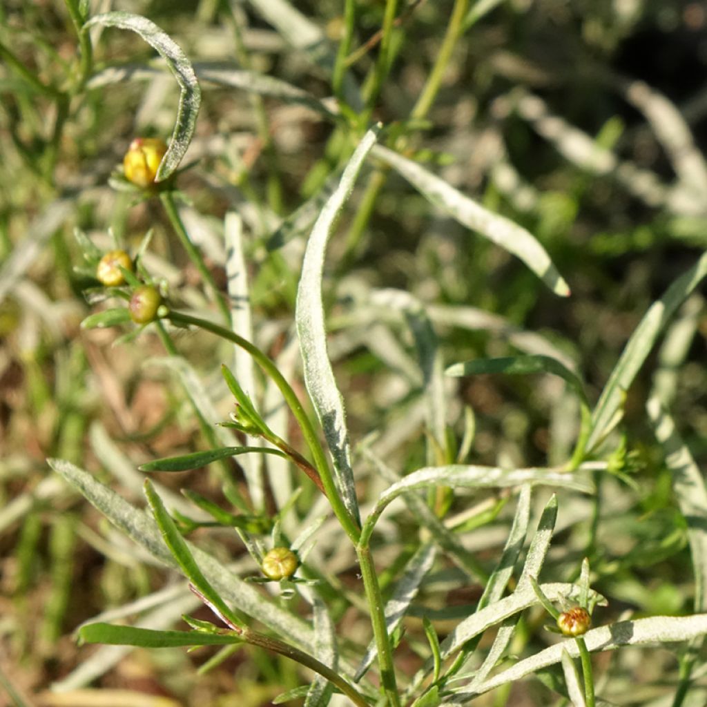 Coreopsis Madras Magic - Coréopsis