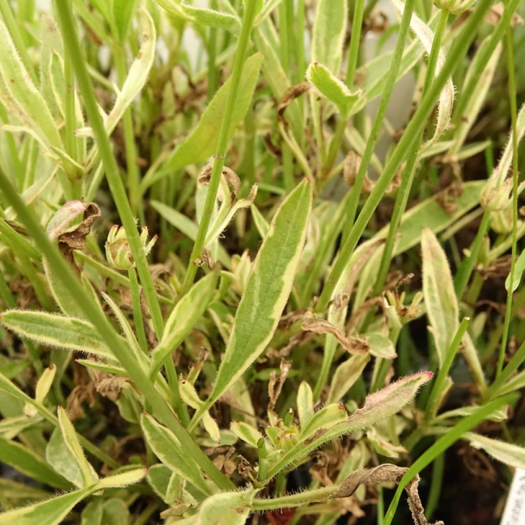 Coreopsis Tequila Sunrise