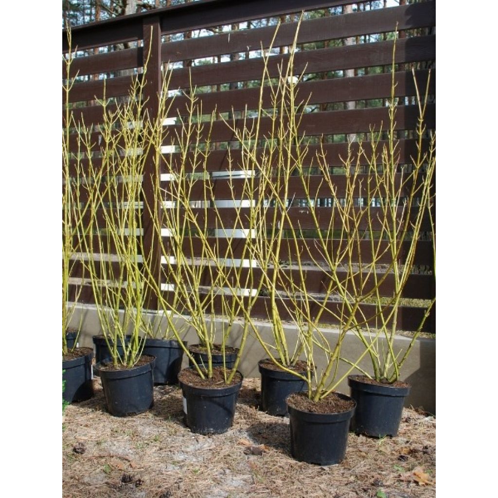 Cornus stolonifera Flaviramea - Cornouiller à bois jaune