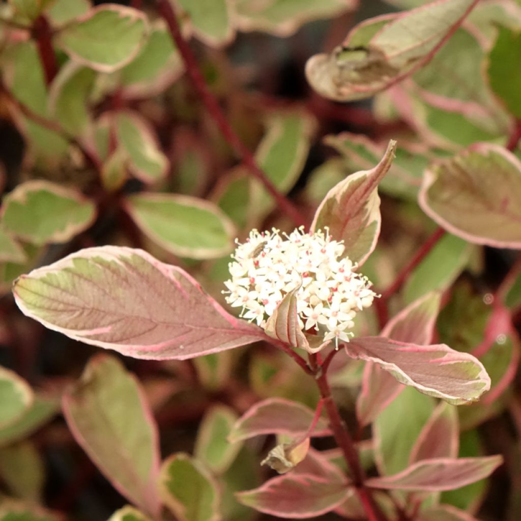 Cornus alba Miracle - Cornouiller blanc 