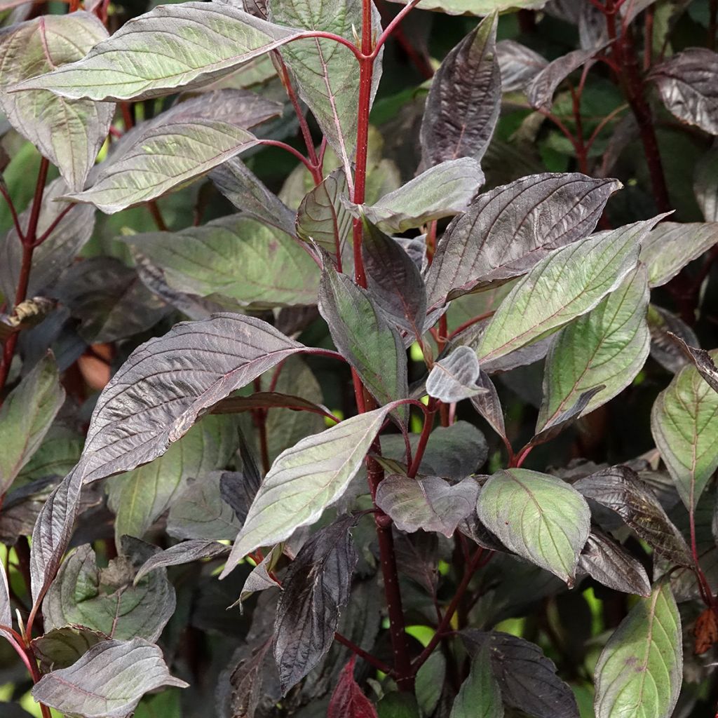 Cornus alba Nightfall - Cornouiller blanc