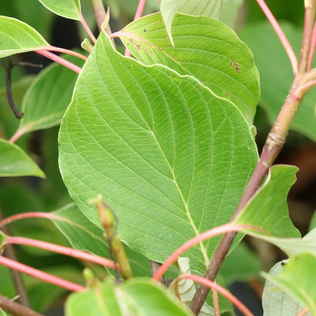 Cornus controversa Green Carpet - Cornouiller des Pagodes