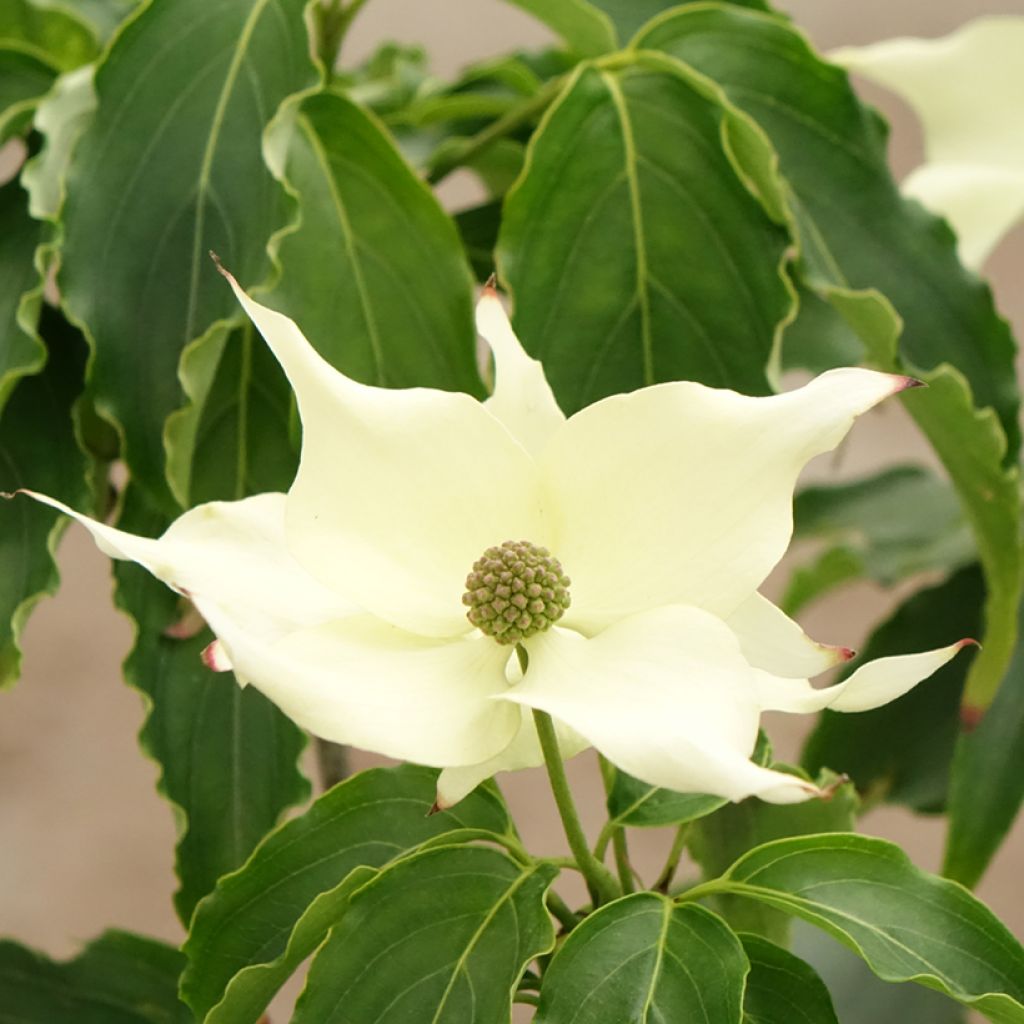 Cornus kousa Big Apple - Cornouiller du Japon