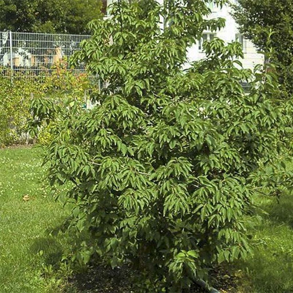 Cornus mas Schönbrunner Gourmet Dirndl - Cornouiller mâle