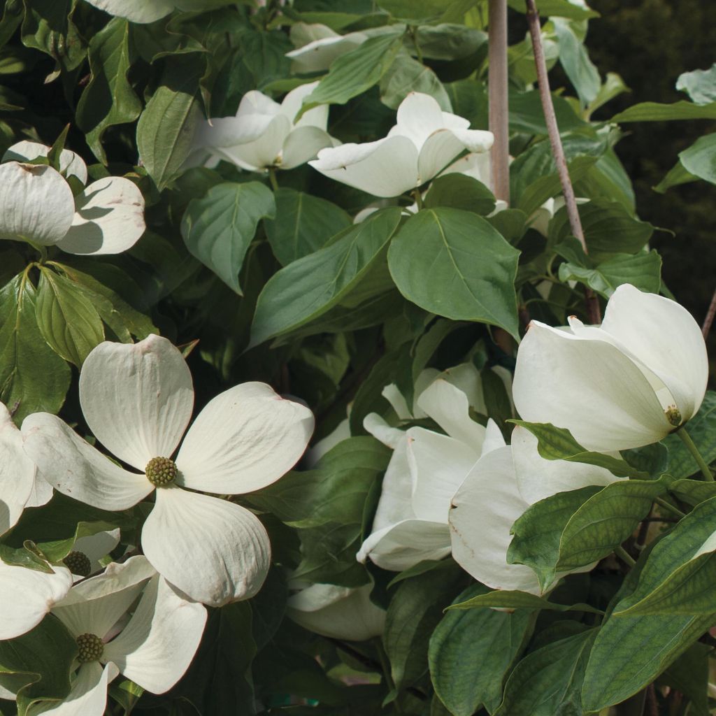 Cornus kousa Venus - Cornouiller du Japon blanc