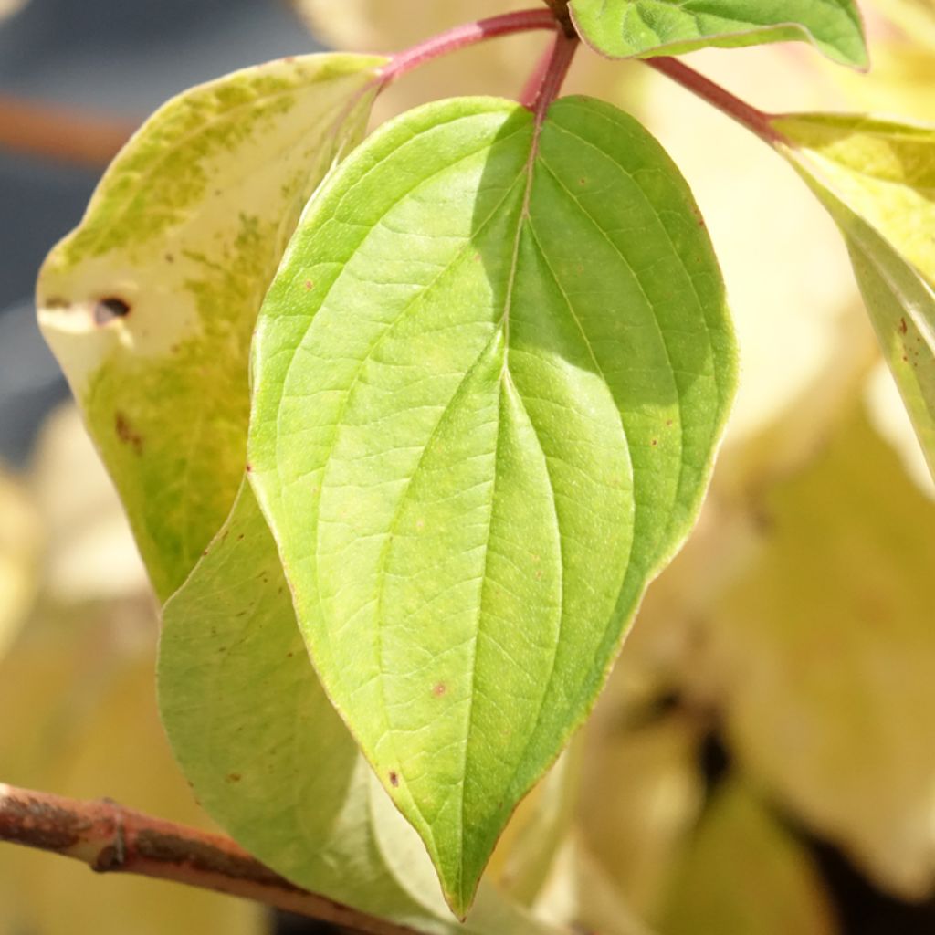 Cornus sanguinea Magic Flame - Cornouiller sanguin