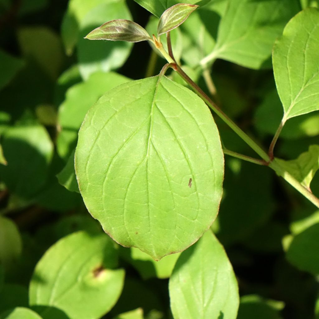 Cornus sanguinea Mid Winter Fire - Cornouiller sanguin