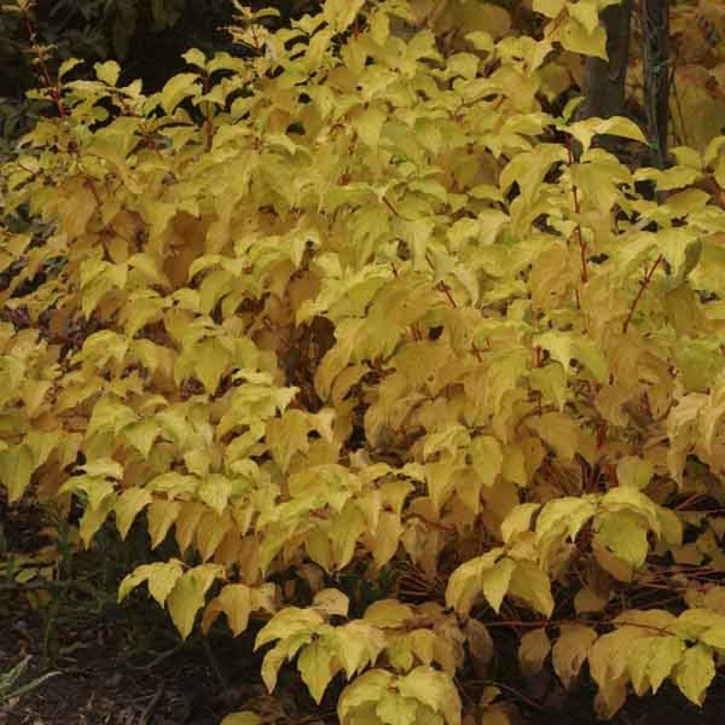 Cornus ou Cornouiller Sanguinea Mid Winter Fire