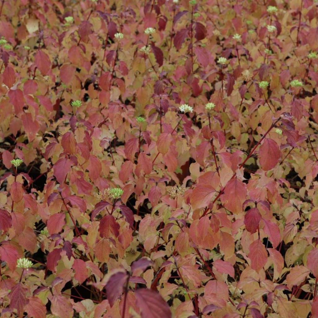 Cornus sanguinea Winter Beauty -Cornouiller sanguin