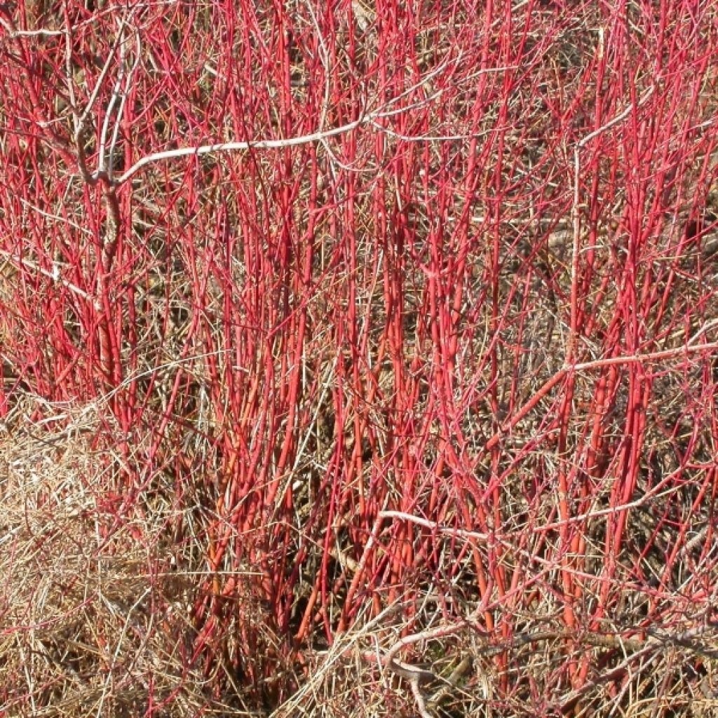 Cornus sericea Kelseyi - Cornouiller stolonifère