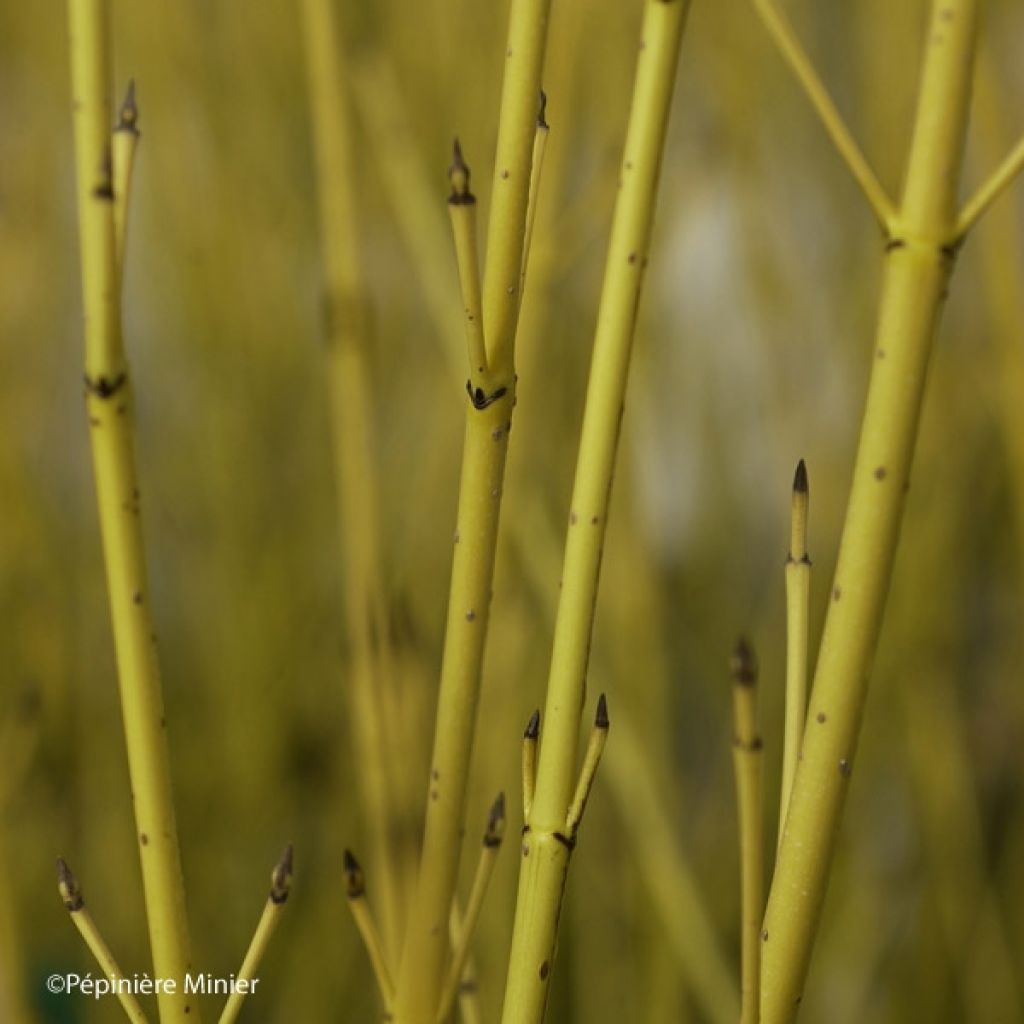 Cornus stolonifera Flaviramea - Cornouiller à bois jaune