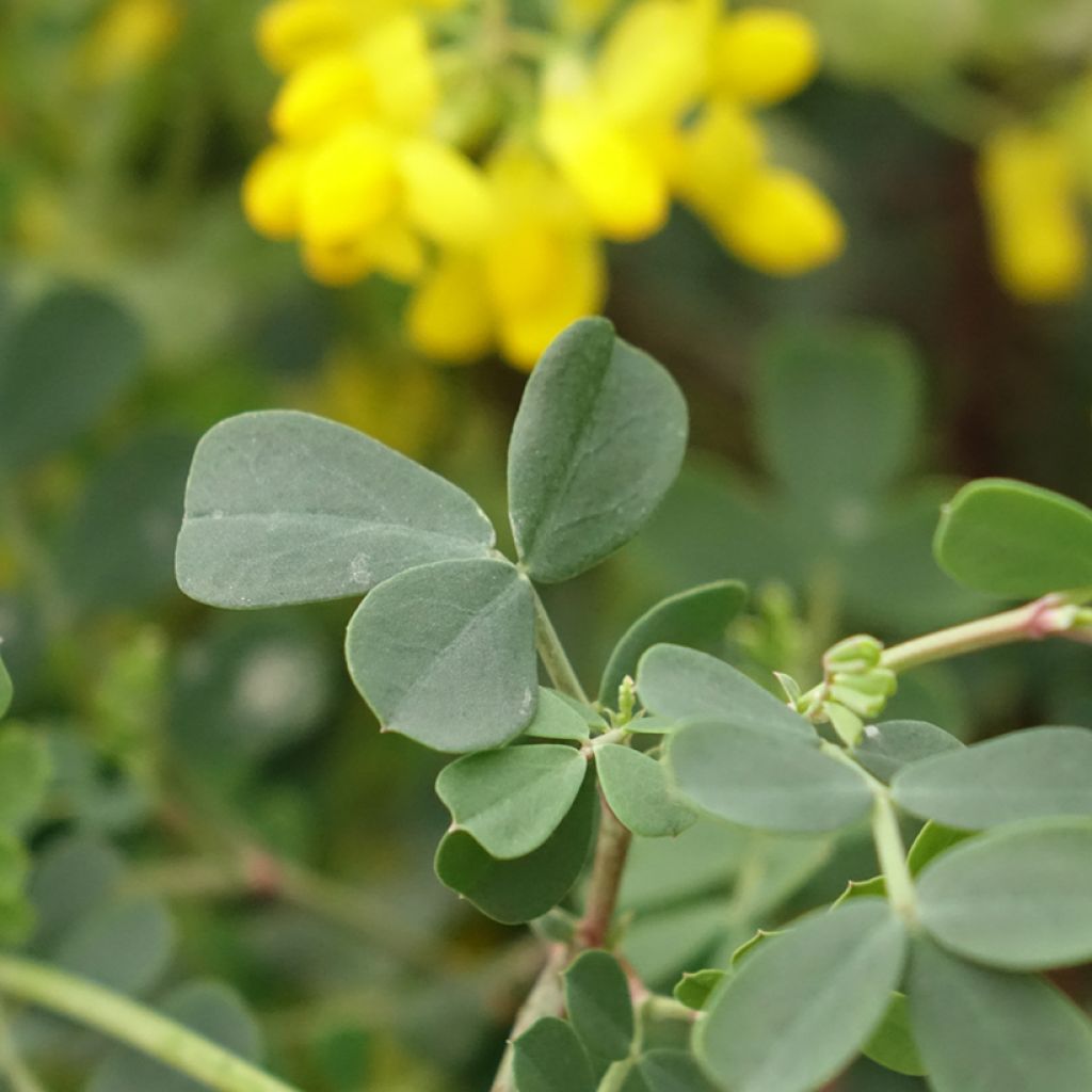 Coronille - Coronilla valentina subsp. glauca Citrina