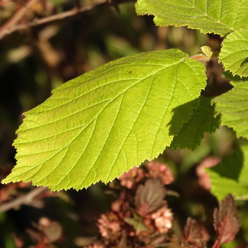 Corylus avellana Agnieszka - Noisetier panaché