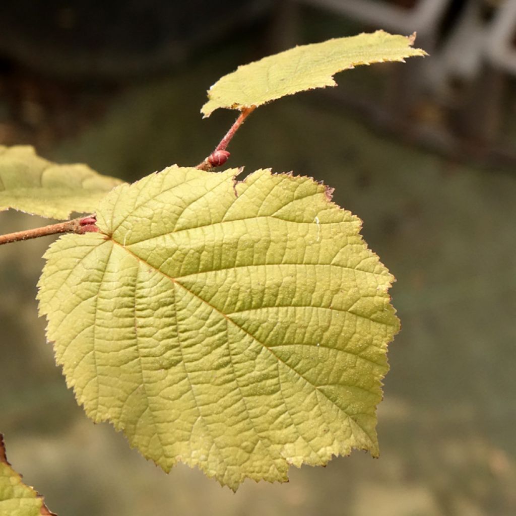 Corylus maxima Juningia - Noisetier de Lambert
