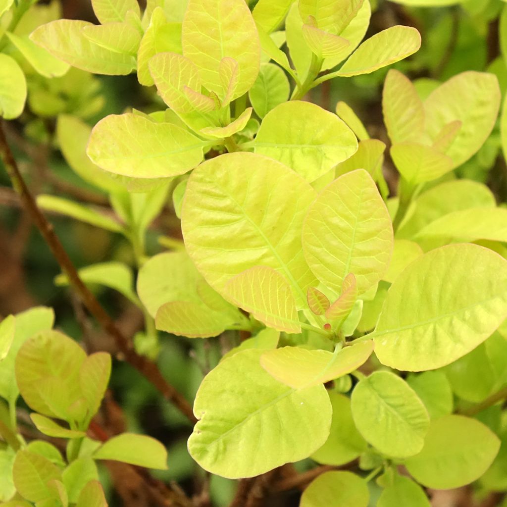 Cotinus coggygria Lemon Lady - Arbre à perruques
